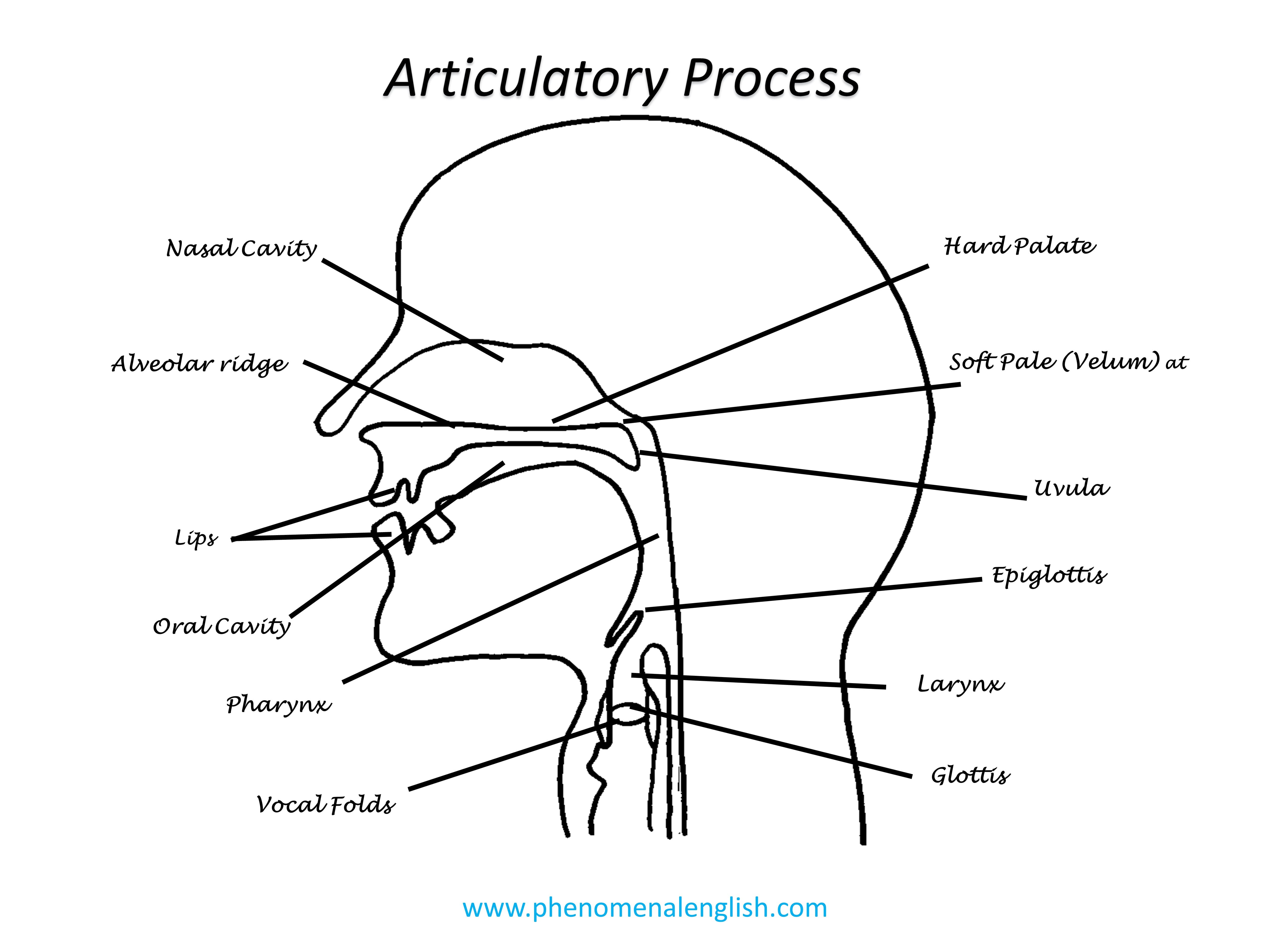articulatory process